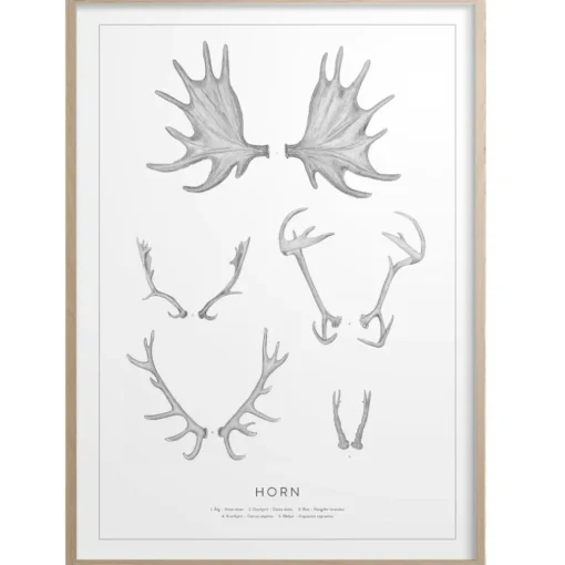 Horn Poster 50x70 cm