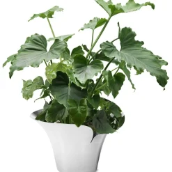 Bloom Botanica Flower Pot, Medium, 190mm