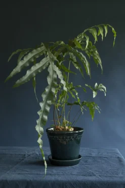 Copenhagen Pot With Saucer 16 cm, Amber Yellow