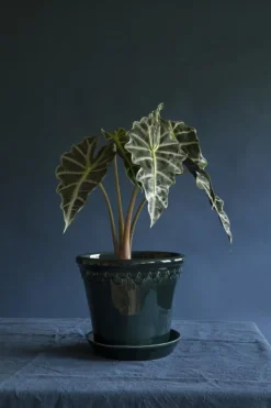 Copenhagen Pot With Saucer 16 cm, Amber Yellow