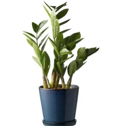 Gastro Pot With Saucer Ø14 cm, Black/Green