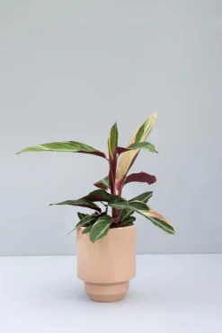 Hoff Pot Without Drainage Holes 14 cm, Emerald Green