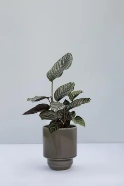 Hoff Pot Without Drainage Holes 14 cm, Emerald Green