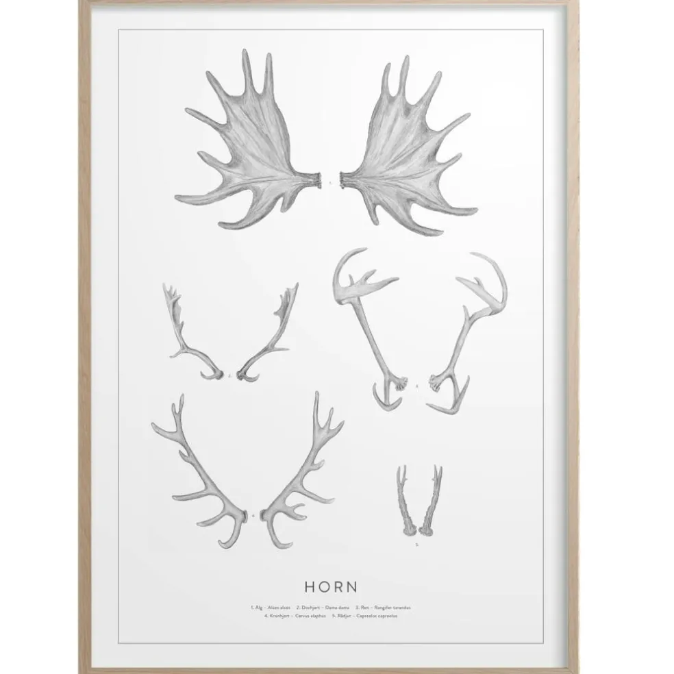Horn Poster 50x70 cm