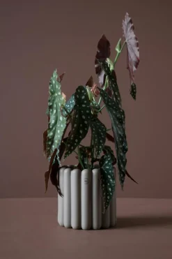 Mist Flower Pot Small, White