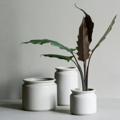 Pure Pot Medium, Mole